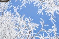 Snowy tree branches against blue sky Royalty Free Stock Photo