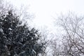 Snowy tree branches and Christmas trees on a white background. Royalty Free Stock Photo