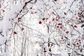 snowy tree branches with frozen hawthorn berries Royalty Free Stock Photo