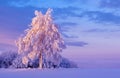 Snowy tree at dawn