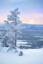 Snowy tree at dawn / winter morning Royalty Free Stock Photo