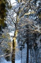 snowy tree inside forest in wintertime Royalty Free Stock Photo