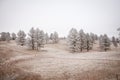 Snowy Tree Landscape Royalty Free Stock Photo