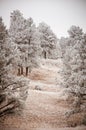 Snowy Tree Landscape Royalty Free Stock Photo