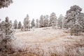 Snowy Tree Landscape Royalty Free Stock Photo