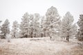 Snowy Tree Landscape Royalty Free Stock Photo