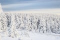 Snowy tree landscape Royalty Free Stock Photo
