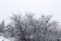 Snowy tree landscape and white sky Royalty Free Stock Photo