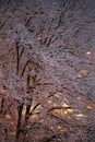 Snowy tree at the night