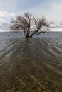 Snowy Tree Reservoir Royalty Free Stock Photo