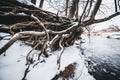Snowy tree roots on shore of icy winter river