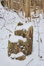 Snowy Tree Stump in Undisturbed Forest - Serene Winter Scene Royalty Free Stock Photo