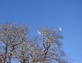 Snowy tree and swans in winter, Lithuania Royalty Free Stock Photo