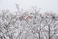 Snowy Tree Tops in New York Royalty Free Stock Photo