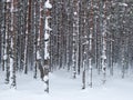 Snowy tree trunks