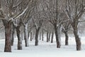 Snowy tree trunks of willow trees in public park Royalty Free Stock Photo