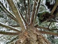 Snowy Tree in Winter Royalty Free Stock Photo
