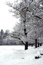 Snowy Trees