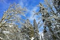 Snowy treetops of mixed forest by blue sky winter season