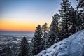 Snowy Trees in Sunset in Boulder, Colorado Royalty Free Stock Photo