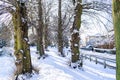 Snowy trees in Cutts Close park, Oakham