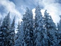 Snowy Trees 3