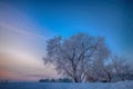Snowy trees on field at sunset Royalty Free Stock Photo