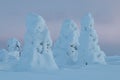 Snowy trees in Finnish Lapland Royalty Free Stock Photo