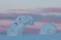 Snowy trees in Finnish Lapland Royalty Free Stock Photo