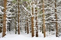 Snowy trees in forest. Beautiful concept for winter, nature and forest Royalty Free Stock Photo