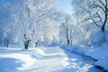 Snowy Trees Line a Winding Stream, Winter\'s Tranquil Beauty