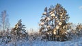 Snowy trees, Lithuania Royalty Free Stock Photo