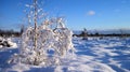 Snowy trees, Lithuania Royalty Free Stock Photo