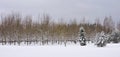 Snowy trees, Lithuania Royalty Free Stock Photo