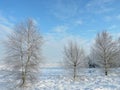 Snowy trees, Lithuania Royalty Free Stock Photo