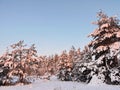 Snowy trees, Lithuania Royalty Free Stock Photo