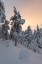 Snowy trees in midwinter light