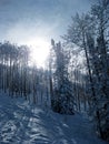 Snowy Trees 2