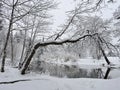 Snowy trees near river in winter, Lithuania Royalty Free Stock Photo