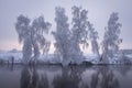 Snowy trees on river side. Winter scene. Winter nature landscape. Xmas background Royalty Free Stock Photo