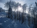 Snowy Trees