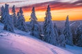 Snowy trees at sunset Royalty Free Stock Photo