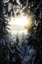 Snowy trees with sunset Royalty Free Stock Photo