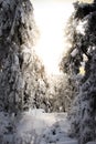 Snowy trees with sunset Royalty Free Stock Photo