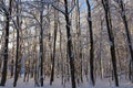 Snowy trees in winter in forest backlit by the sun Royalty Free Stock Photo