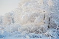 Snowy trees, winter forest, snow, winter landscape Royalty Free Stock Photo