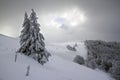 Snowy trees, winter in the Vosges, France Royalty Free Stock Photo