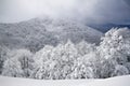 Snowy trees, winter in the Vosges, France