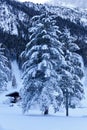 Snowy trees in winter wonderland in the mountains Royalty Free Stock Photo