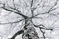 A snowy treetop in the winter season Royalty Free Stock Photo